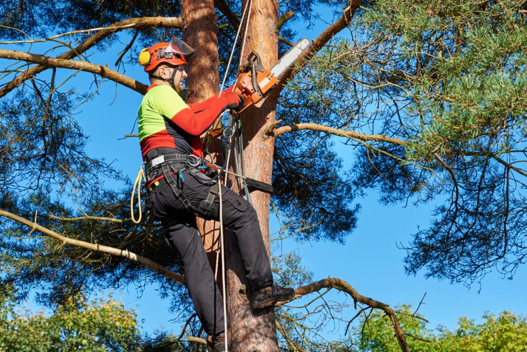 Discover Green Space Careers in London: Become an Arborist