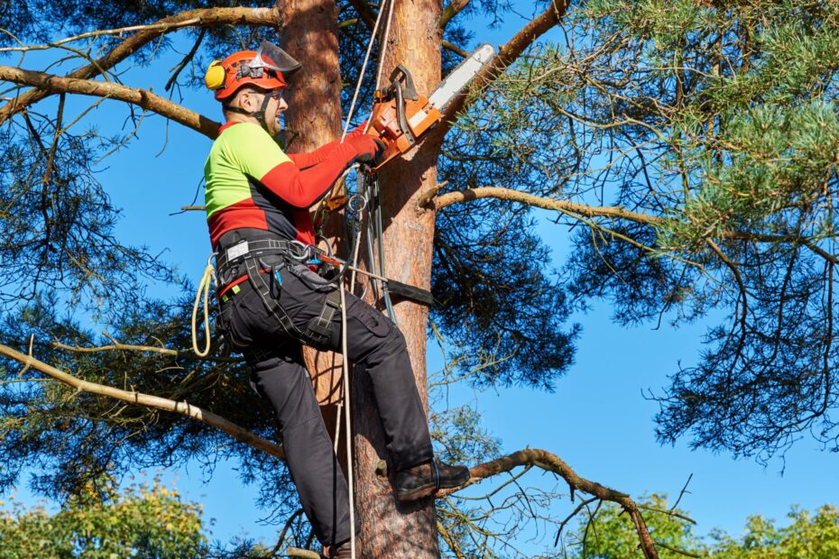 Arborist tree climber